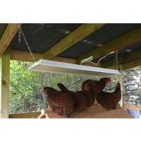Read My Pet Chicken Reviews