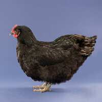 Read My Pet Chicken Reviews