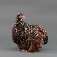 Read My Pet Chicken Reviews
