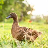 Read My Pet Chicken Reviews