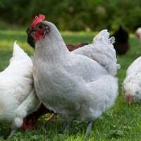 Read My Pet Chicken Reviews