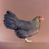 Read My Pet Chicken Reviews