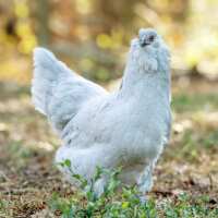 Read My Pet Chicken Reviews