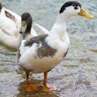 Read My Pet Chicken Reviews