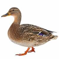 Read My Pet Chicken Reviews