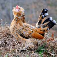 Read My Pet Chicken Reviews