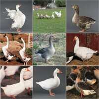 Read My Pet Chicken Reviews