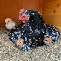 Read My Pet Chicken Reviews