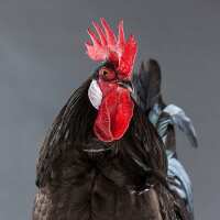 Read My Pet Chicken Reviews