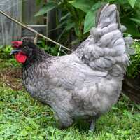 Read My Pet Chicken Reviews