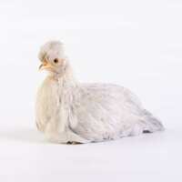 Read My Pet Chicken Reviews