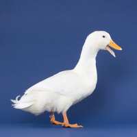 Read My Pet Chicken Reviews