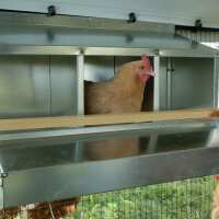 Read My Pet Chicken Reviews