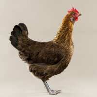 Read My Pet Chicken Reviews