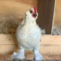 Read My Pet Chicken Reviews