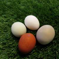 Read My Pet Chicken Reviews