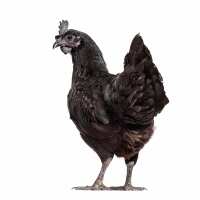 Read My Pet Chicken Reviews