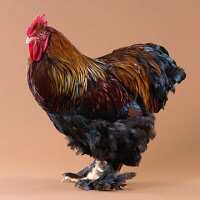 Read My Pet Chicken Reviews