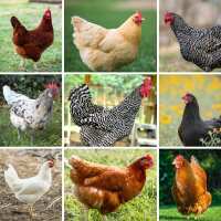Read My Pet Chicken Reviews