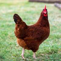 Read My Pet Chicken Reviews