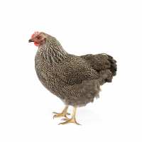 Read My Pet Chicken Reviews
