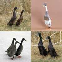 Read My Pet Chicken Reviews