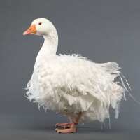 Read My Pet Chicken Reviews