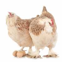 Read My Pet Chicken Reviews