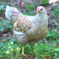 Read My Pet Chicken Reviews
