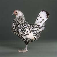 Read My Pet Chicken Reviews