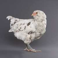 Read My Pet Chicken Reviews