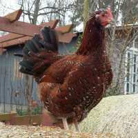 Read My Pet Chicken Reviews