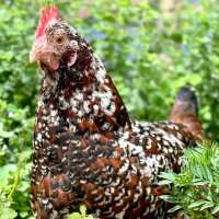 Read My Pet Chicken Reviews