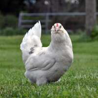 Read My Pet Chicken Reviews