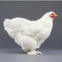 Read My Pet Chicken Reviews