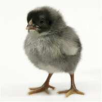 Read My Pet Chicken Reviews