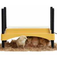 Read My Pet Chicken Reviews