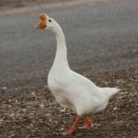 Read My Pet Chicken Reviews