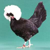 Read My Pet Chicken Reviews