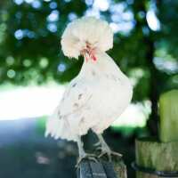 Read My Pet Chicken Reviews