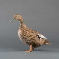 Read My Pet Chicken Reviews