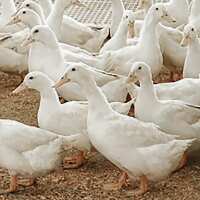 Read My Pet Chicken Reviews