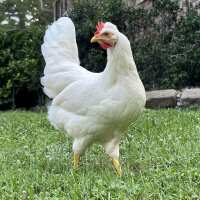 Read My Pet Chicken Reviews