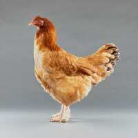Read My Pet Chicken Reviews