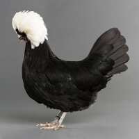 Read My Pet Chicken Reviews