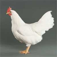 Read My Pet Chicken Reviews