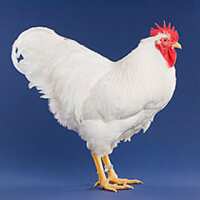 Read My Pet Chicken Reviews