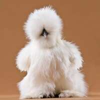 Read My Pet Chicken Reviews