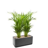 Lesen Airy Green Bewertungen