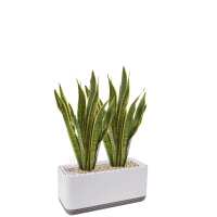 Lesen Airy Green Bewertungen